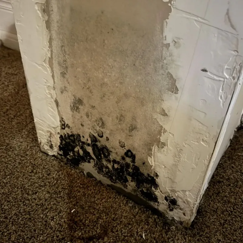 Professional Mold Removal in Barrett, TX